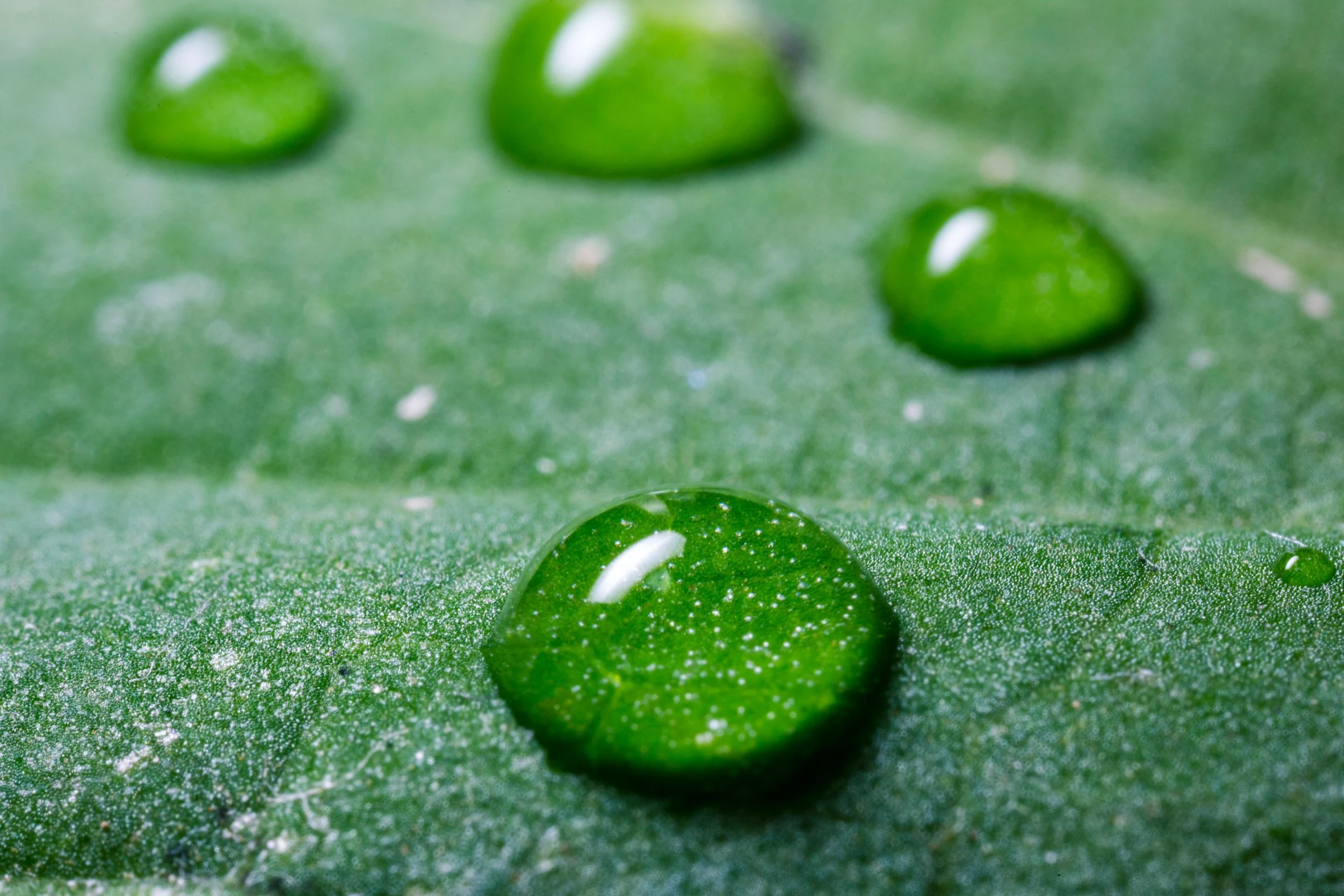 Macro photograph of water droplets on the finely textured surface of a green leaf.